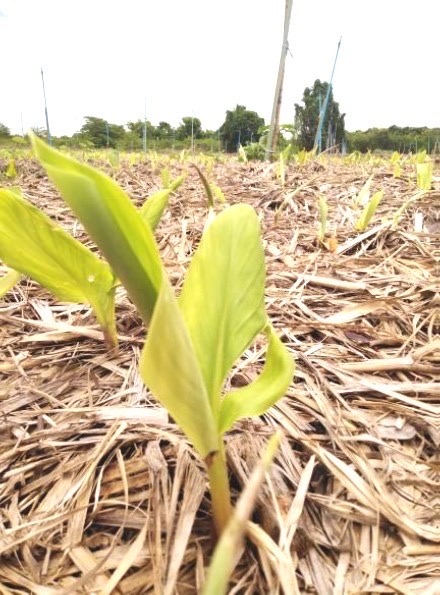 ภาพประกอบข่าววิจัยกระชายขาว3