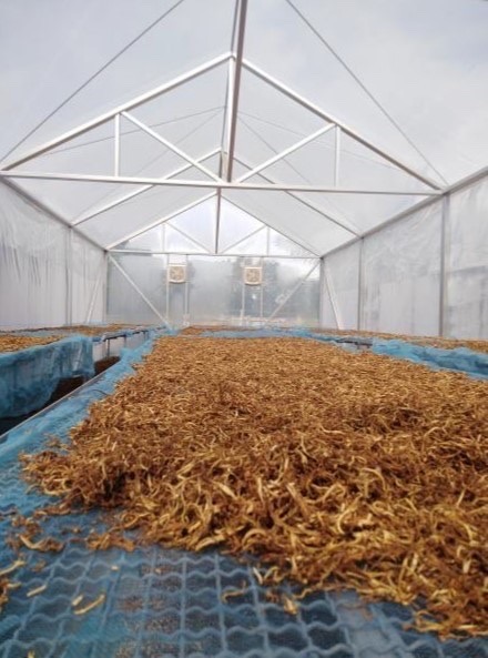 ภาพประกอบข่าววิจัยกระชายขาว4